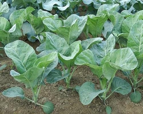 Kale Seeds – Heirloom, Non-GMO, High Germination Organic Garden Seeds Planting
