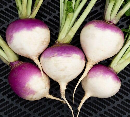 Turnip Seeds – Heirloom, Non-GMO, High Germination Organic Garden Seeds Planting