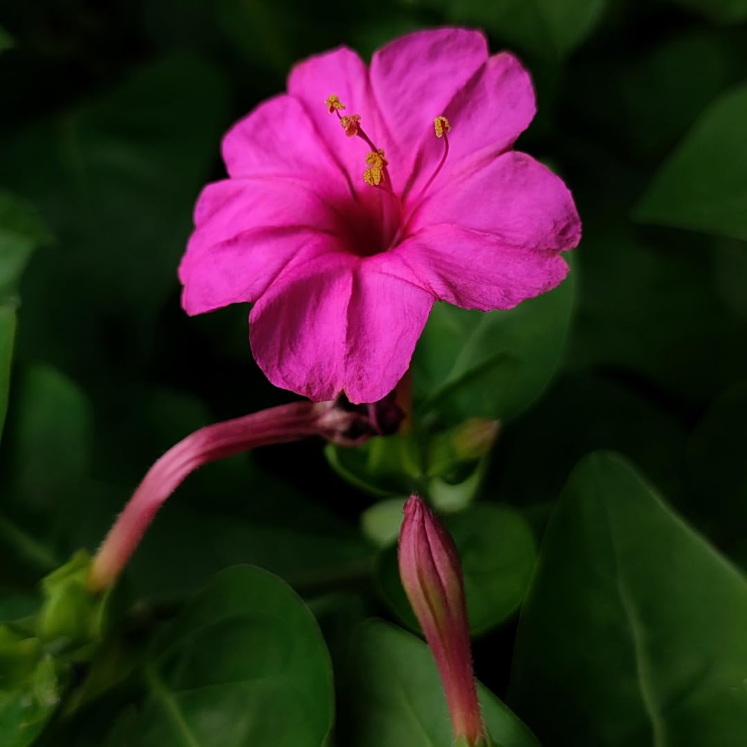 Semillas de Flor Mutisia Ilicifolia Rosa - Variedad Tradicional, No Modificadas Genéticamente, Semillas Orgánicas de Jardín de Alta Germinación para Sembrar