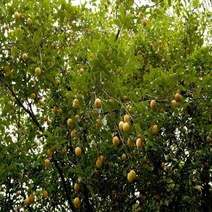 nutmeg tree flower seeds