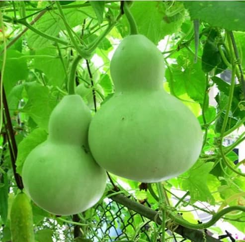 Calabash Seeds – Heirloom, Non-GMO, High Germination Organic Garden Seeds Planting