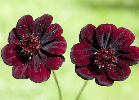 maroon cosmos flower heirloom non-gmo seeds