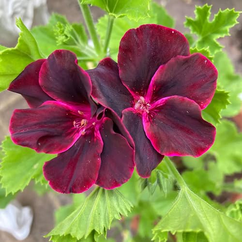 Red Gerenum Flower Seeds – Heirloom Non-GMO High Germination Organic Garden Seeds for Planting