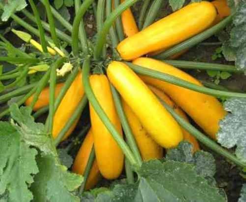 golden yellow flower seeds