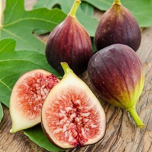 Fig Seeds Brown Heirloom Non-GMO High Germination Organic Garden Seeds for Planting