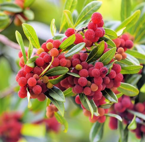 Red Bayberry Seeds – Heirloom, Non-GMO, High Germination Organic Garden Seeds