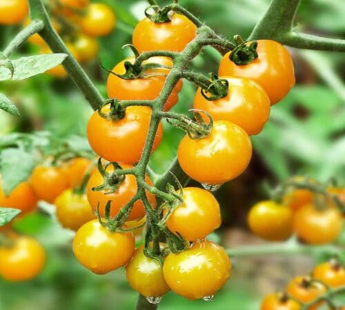 Tomato Yellow Seeds – Heirloom, Non-GMO, High Germination Organic Garden Seeds