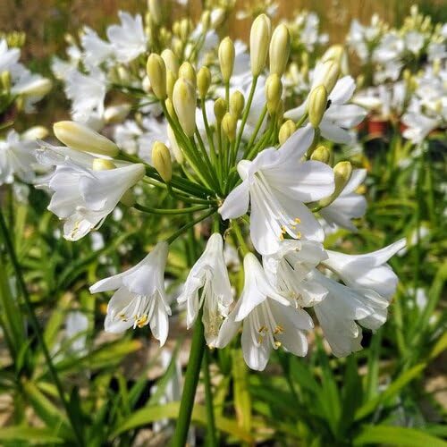White Agapanthus Flower Seeds Heirloom Non-GMO High Germination Organic Garden Seeds