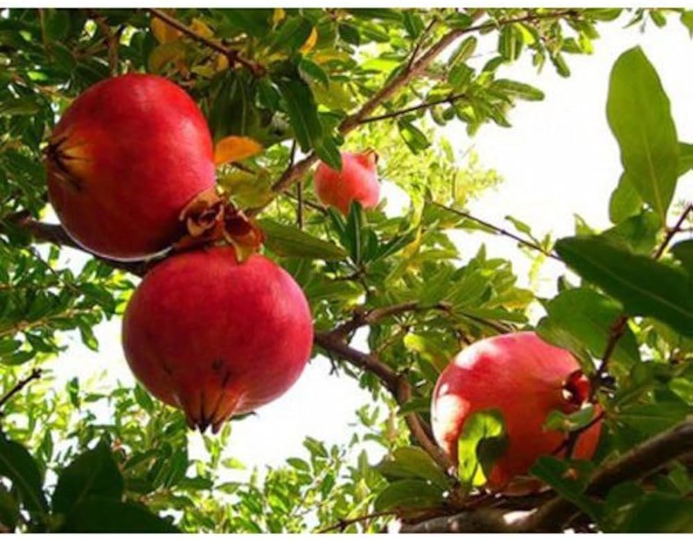 granatapfel baum flower seeds