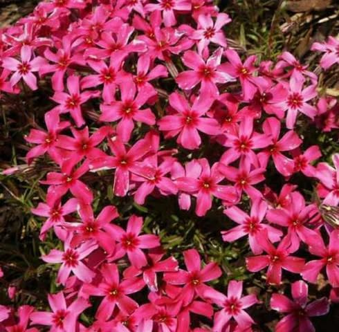 Pink Phlox Subulata Flower Seeds for Planting – Heirloom, Non-GMO, High Germination Organic Garden Seeds