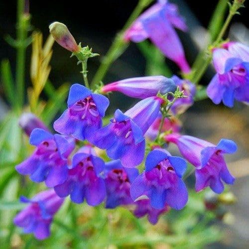 blue penstemon flower seeds
