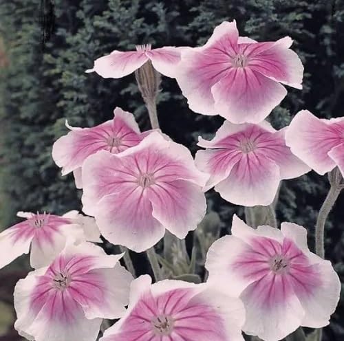 Pink White Lychnis Flower Seeds Heirloom Non-GMO High Germination Organic Garden Seeds for Planting