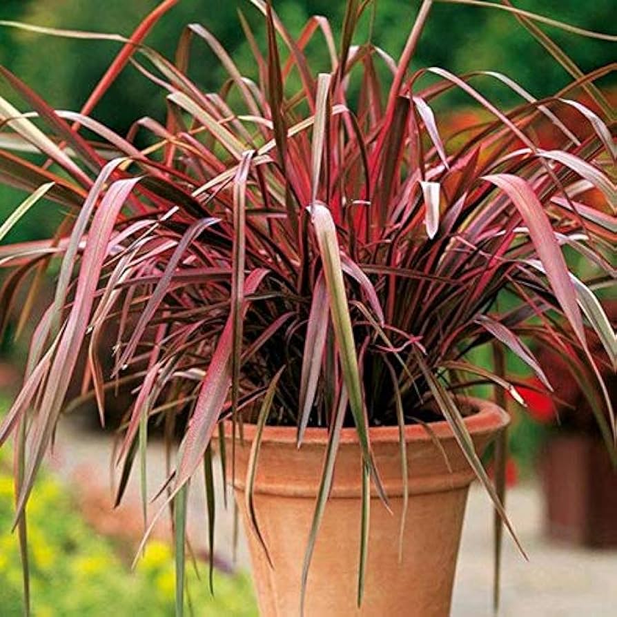 Red Phormium herb seeds