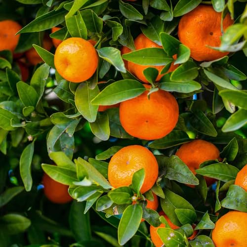 Orange Seeds – Heirloom, Non-GMO, High Germination Organic Garden Seeds