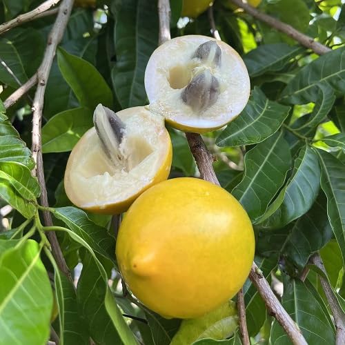 Yellow Abiu Seeds for Planting Heirloom Non-GMO High Germination Organic Garden Seeds
