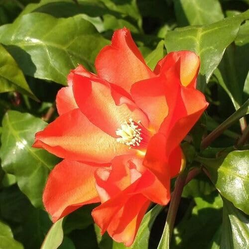Pereskia Flower Seeds Heirloom Non-GMO High Germination Organic Garden Seeds for Planting