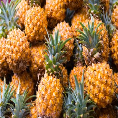 Pineapple Seeds – Heirloom, Non-GMO, High Germination Organic Garden Seeds