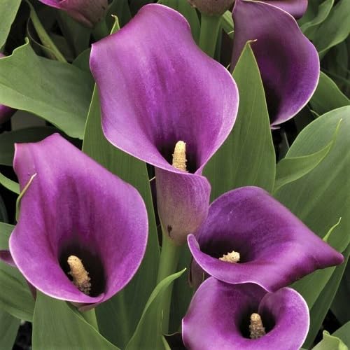 Purple Calla Lilly Flower Seeds – Heirloom, Non-GMO, High Germination Organic Garden Seeds for Planting