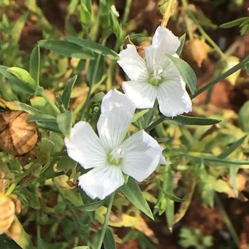White Linum Usitatissimum Flower Seeds Heirloom Non-GMO High Germination Organic Garden Seeds for Planting