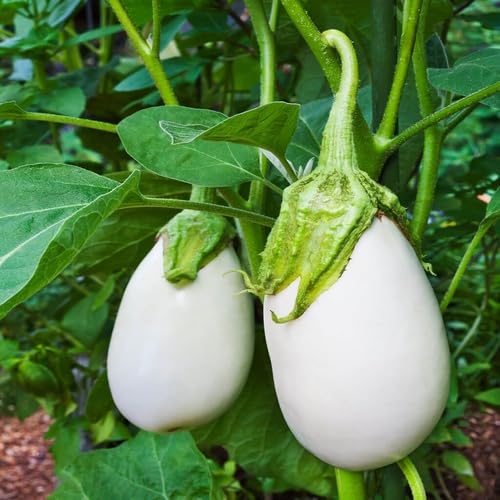 White Eggplant Seeds – Heirloom, Non-GMO, High Germination Organic Garden Seeds Planting