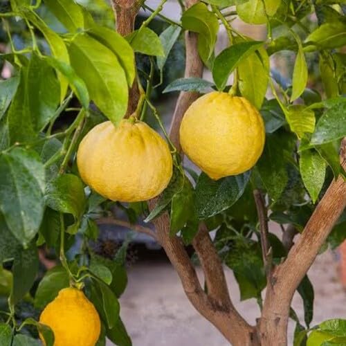 Gelbe Bergamotte Samen – Alte Sorte, gentechnikfrei, hohe Keimrate, Bio-Gartensamen zum Pflanzen