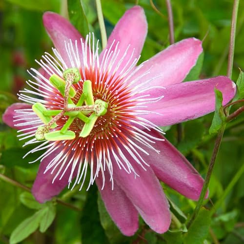Pink White Passiflora Flower Seeds – Heirloom, Non-GMO, High Germination Seeds
