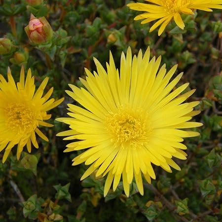 Yellow Lampranthus Flower Seeds – Heirloom Non-GMO High Germination Organic Seeds