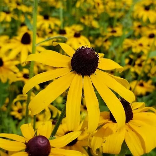 Susan Rudbeckia Flower Seeds Heirloom Non-GMO High Germination Organic Garden Seeds for Planting