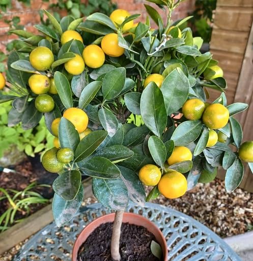 Citrus Calamondin Seeds Green – Heirloom, Non-GMO, High Germination Organic Garden Seeds