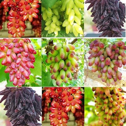 Mixed Finger Grapes Seeds – Heirloom, Non-GMO, High Germination Organic Garden Seeds for Planting