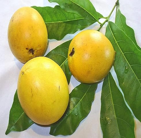 Yellow Abiu Seeds for Planting Heirloom Non-GMO High Germination Organic Garden Seeds