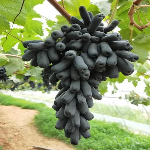 Black Grape Seeds – Heirloom, Non-GMO, High Germination Organic Garden Seeds