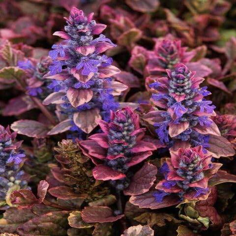ajuga heirloom non-gmo seeds
