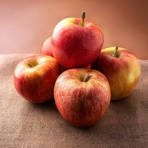 Apple Seeds – Heirloom, Non-GMO, High Germination Organic Garden Seeds