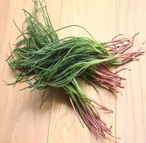 Grüner Agretti – Alte Sorte, gentechnikfrei, hohe Keimfähigkeit, Bio-Gartensamen zur Aussaat