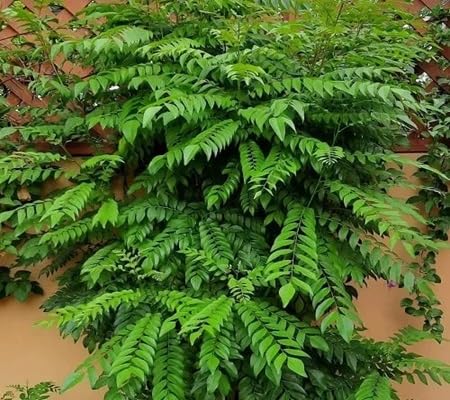 Curryleaf Seeds – Heirloom, Non-GMO, High Germination Organic Garden Seeds Planting