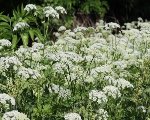 White Aegopodium Podagraria Flower Seeds Heirloom Non-GMO High Germination Organic Garden Seeds