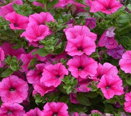 Petunia Flower Seeds Heirloom Non-GMO High Germination Organic Garden Seeds for Planting
