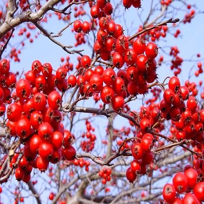 Hawthorn Seeds – Heirloom Non-GMO High Germination Organic Garden Seeds for Planting