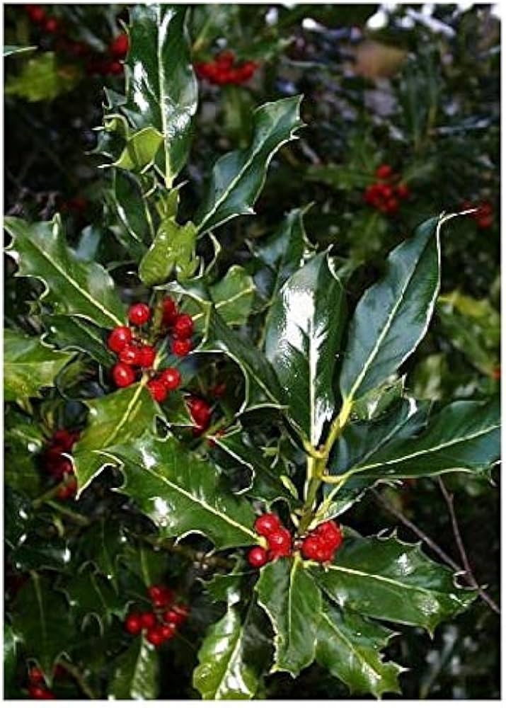 ilex aquifolium flower seeds