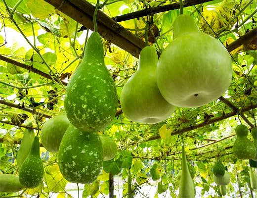 Green Calabash Seeds – Heirloom, Non-GMO, High Germination Organic Garden Seeds Planting