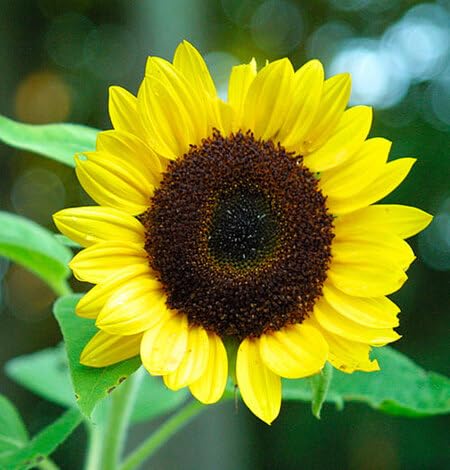 Sunflower Flower Seeds – Heirloom, Non-GMO, High Germination Organic Garden Seeds for Planting