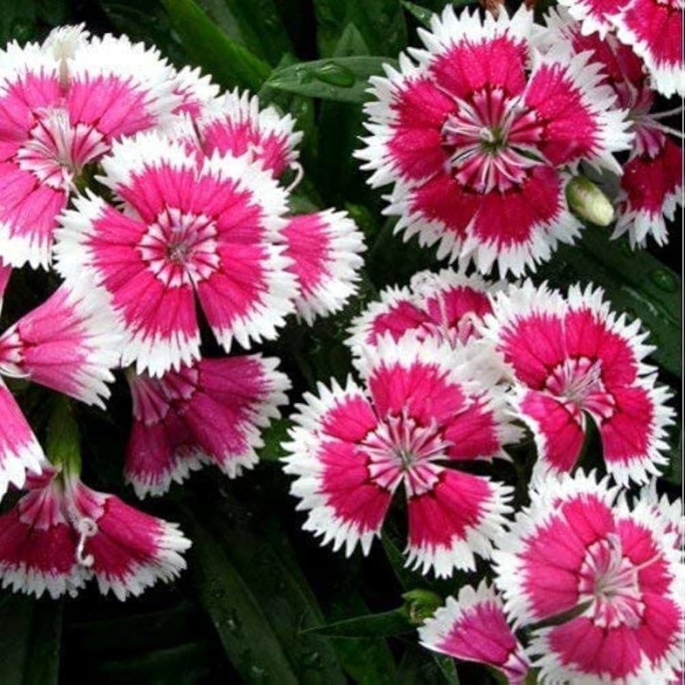 dianthus neon flower seeds