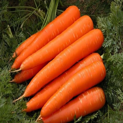 Carrot Seeds – Heirloom, Non-GMO, High Germination Organic Garden Seeds Planting