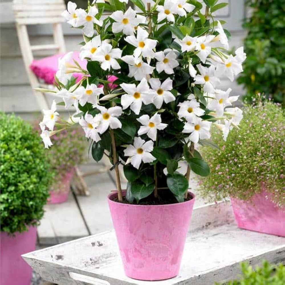 White Dipladenia Flower Seeds – Heirloom Non-GMO High Germination Seeds for Planting