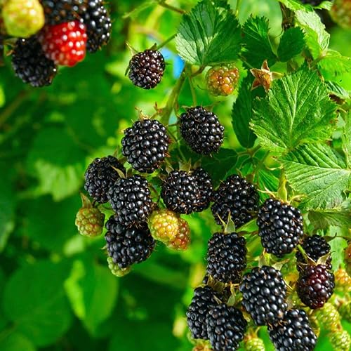 Black Blackberry Seeds Heirloom Non-GMO High Germination Organic Garden Seeds for Planting