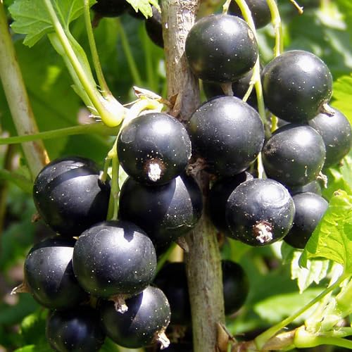 Jostaberry Seeds Heirloom Non-GMO High Germination Organic Garden Seeds for Planting