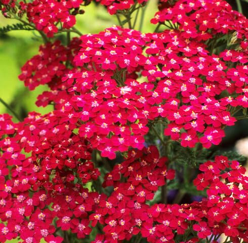 Red Achillea Flower Seeds – Heirloom, Non-GMO, High Germination Organic Garden Seeds for Planting