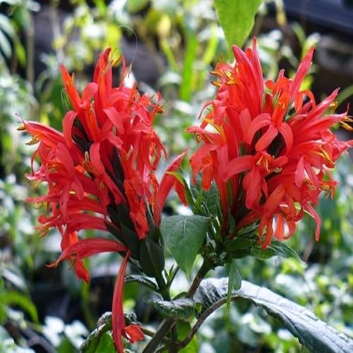 Red Pachystachys Flower Seeds – Heirloom, Non-GMO, High Germination Organic Garden Seeds for Planting
