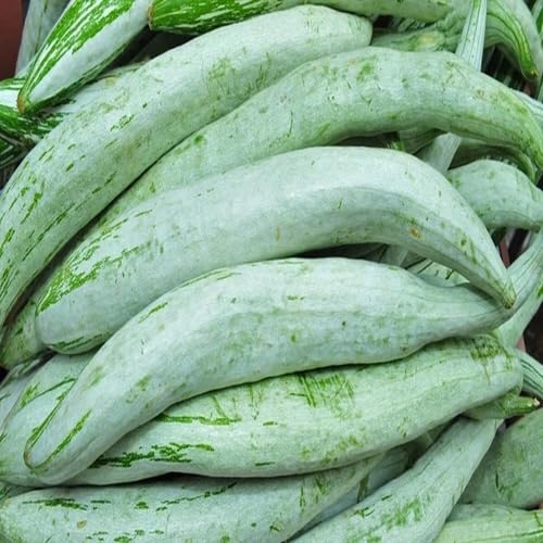 Trichosanthes Cucumerina Samen – Alte Sorte, gentechnikfrei, keimfreudig, Bio-Gartensamen zur Aussaat